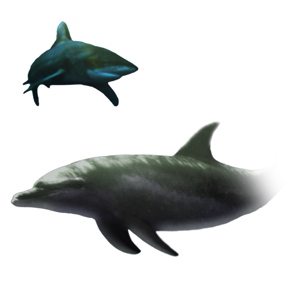 Tiburones contra Delfines: El campo de batalla de las Bahamas