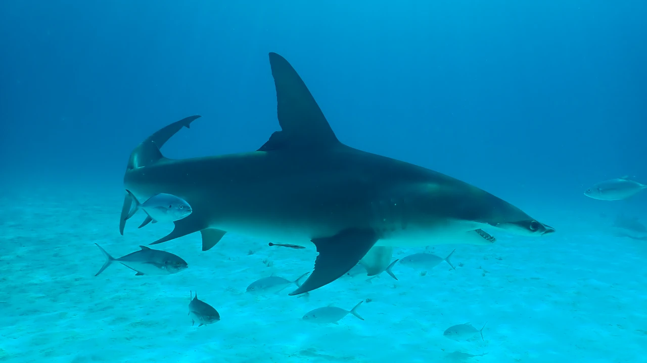 gallery image sharkfest